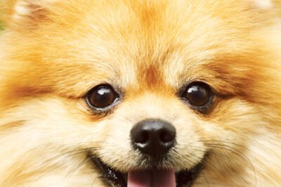 Pomeranian “Pom” Personality Pros & Cons: Bonding, Training & Grooming | Small Dog Comparison