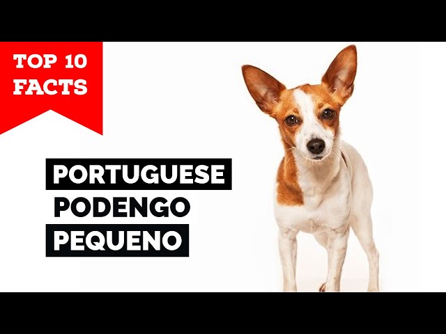 Portuguese Podengo Pequeno dog breed facts