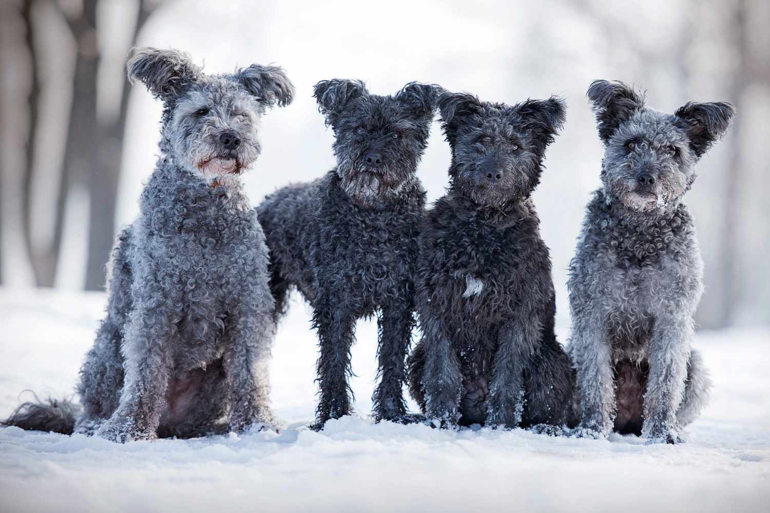 pack of four pumi dogs seated in the snow with one standing