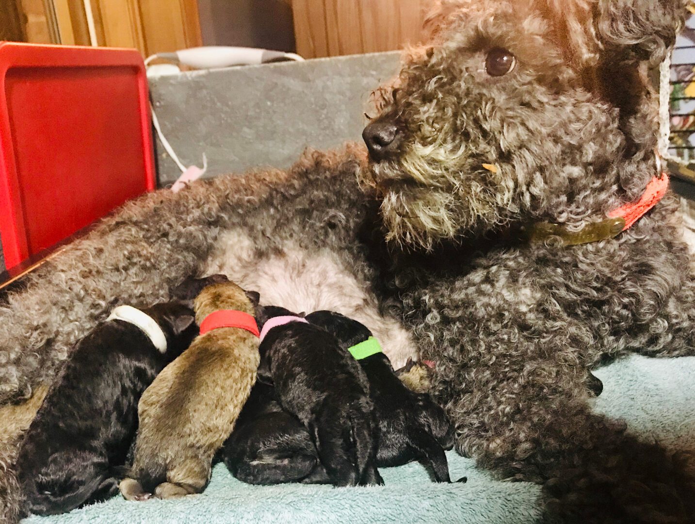 brown pumi mother nursing litter of puppies cost from ethical breed rescue