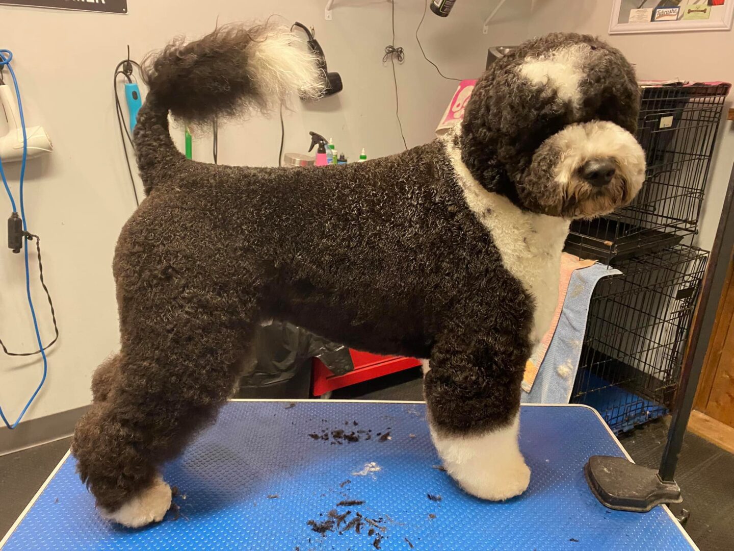 Portuguese Water Dog grooming & care