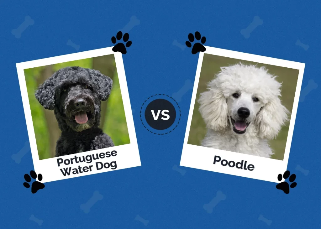 Portuguese Water Dog vs poodle