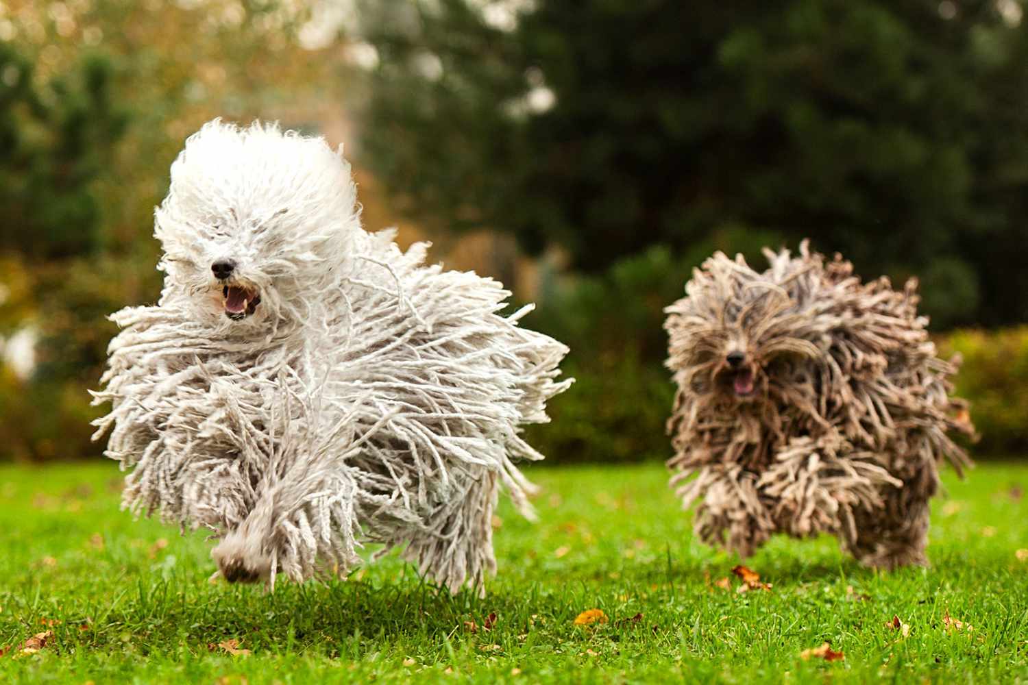 cream & brown puli dogs running in park or yard