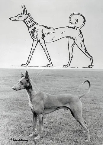 ancient Pharaoh Hound "blushing dog" history & origins in Egypt & Malta