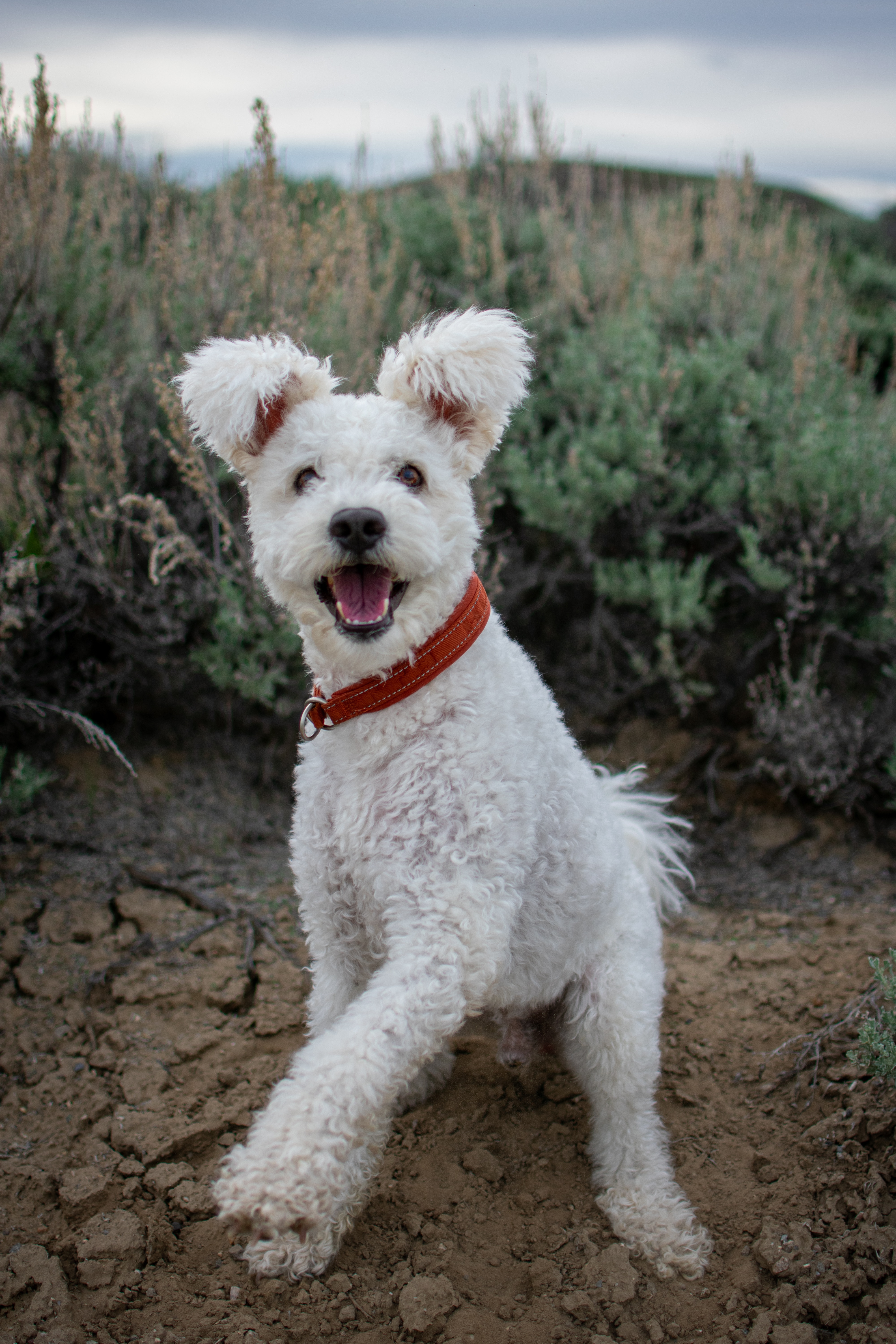 white pumi in large garden or farm