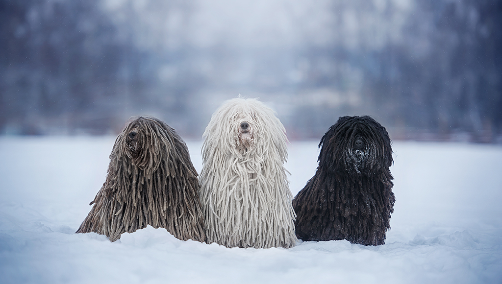 puli trio: brown, white & black coats protect from cold weather