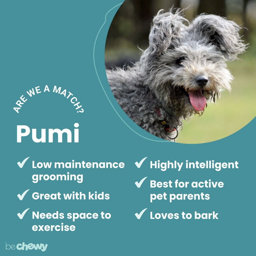 pumi dog breed match criteria, list with photo