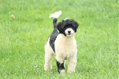 Portuguese Water Dog Sporty “Portie”: History, Cost, Grooming & Trainability | Water Dog Comparison | Politician Popularity