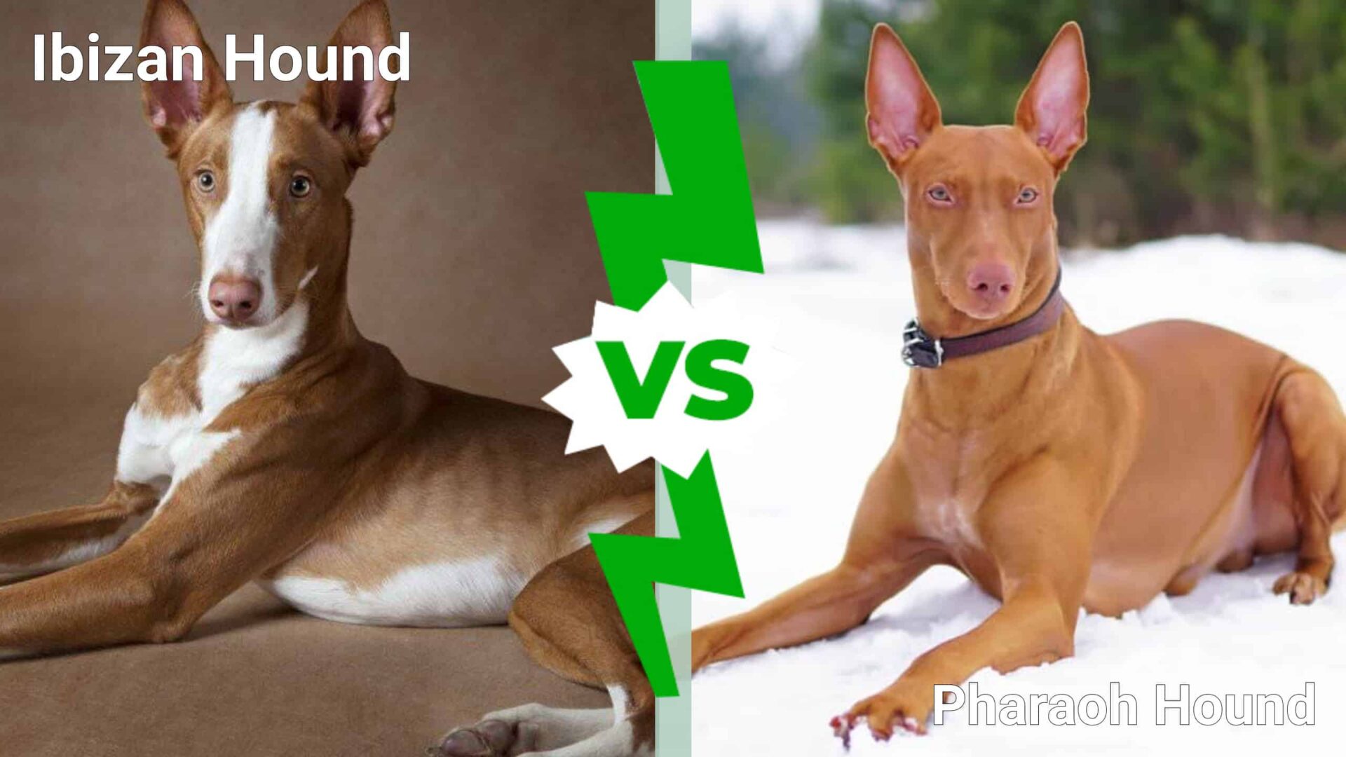 Ibizan Hound vs Pharaoh Hound side by side seated comparison