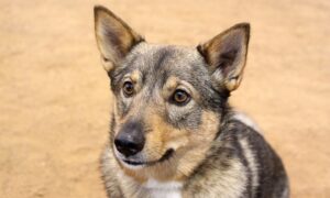 swedish vallhund dog breed seated outdoors