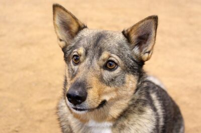 Swedish Vallhund the Viking Wolf Corgi: History, Rarity, Cost, Health & Family Dog Qualities vs Norwegian Elkhound