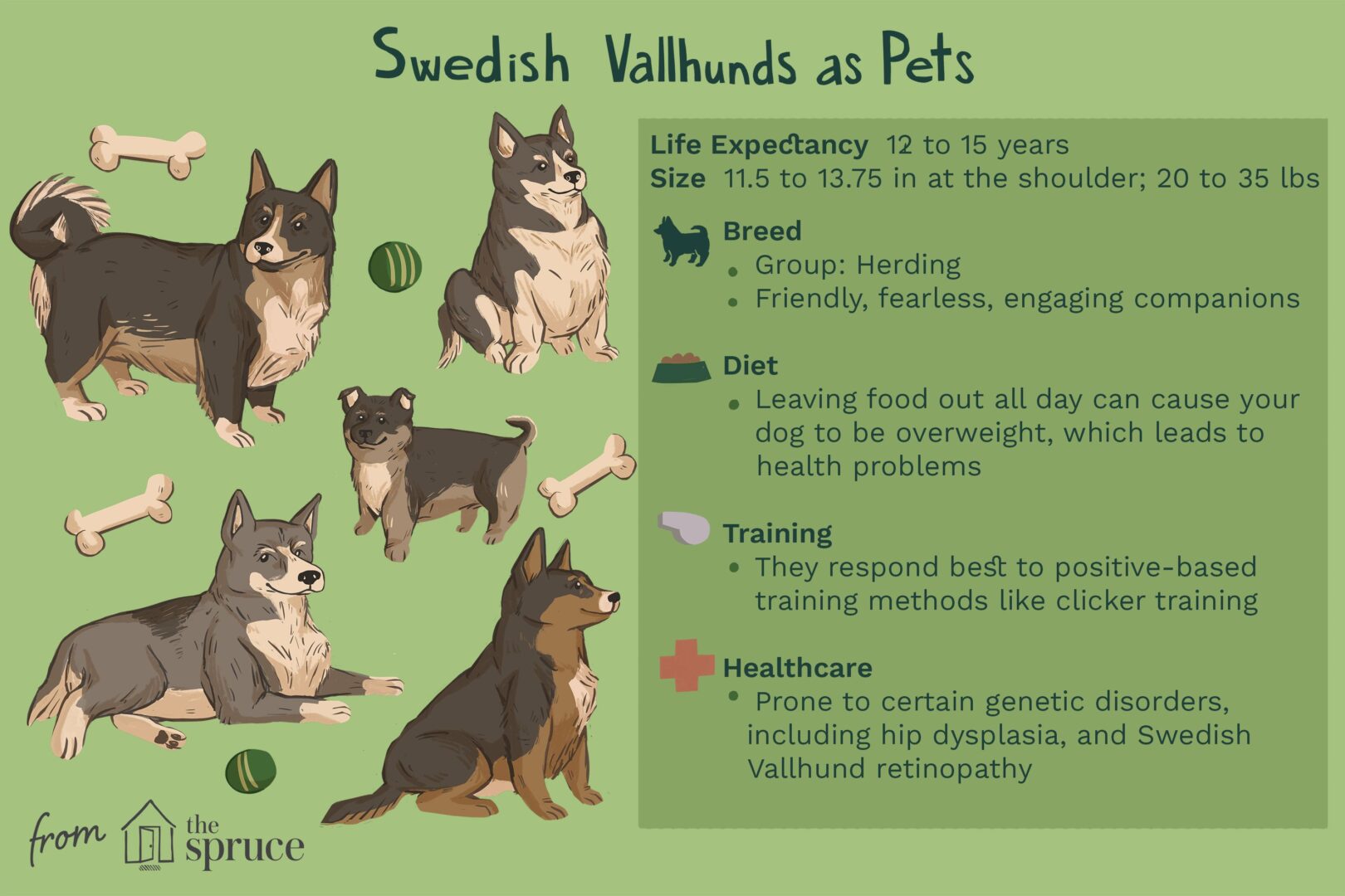 swedish vallhund dog breed as pets