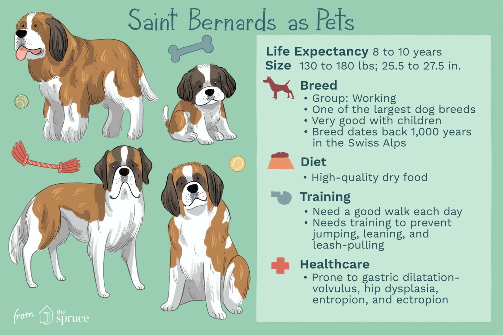 Saint Bernard giant dog breed as pets, illustrations and facts
