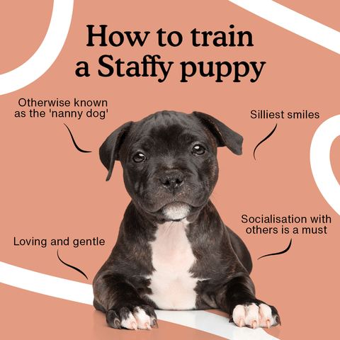 Staffordshire Bull Terrier "staffy" training & socializing puppies
