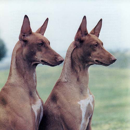 ancient Pharaoh Hound "blushing dog" 2S EXT MLS