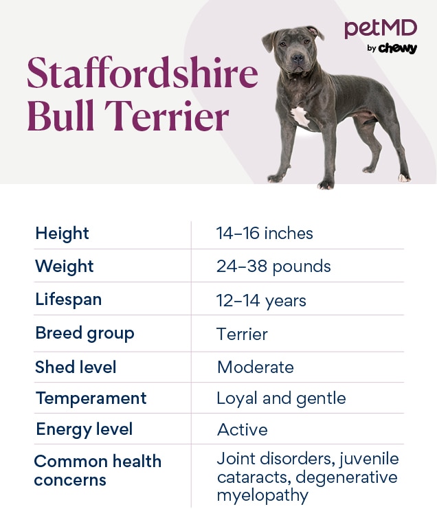 Staffordshire Bull Terrier "staffy" dog breed overview & facts