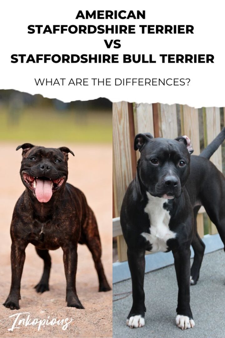 Staffordshire Bull Terrier "staffy" vs American Pit Bull Terrier