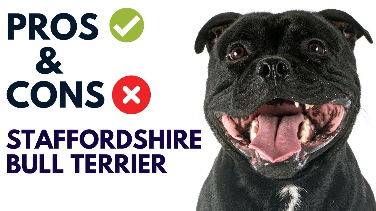 Staffordshire Bull Terrier "staffy" pros & cons