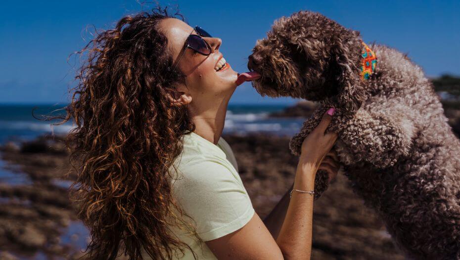profile brown Spanish water dog with female owner