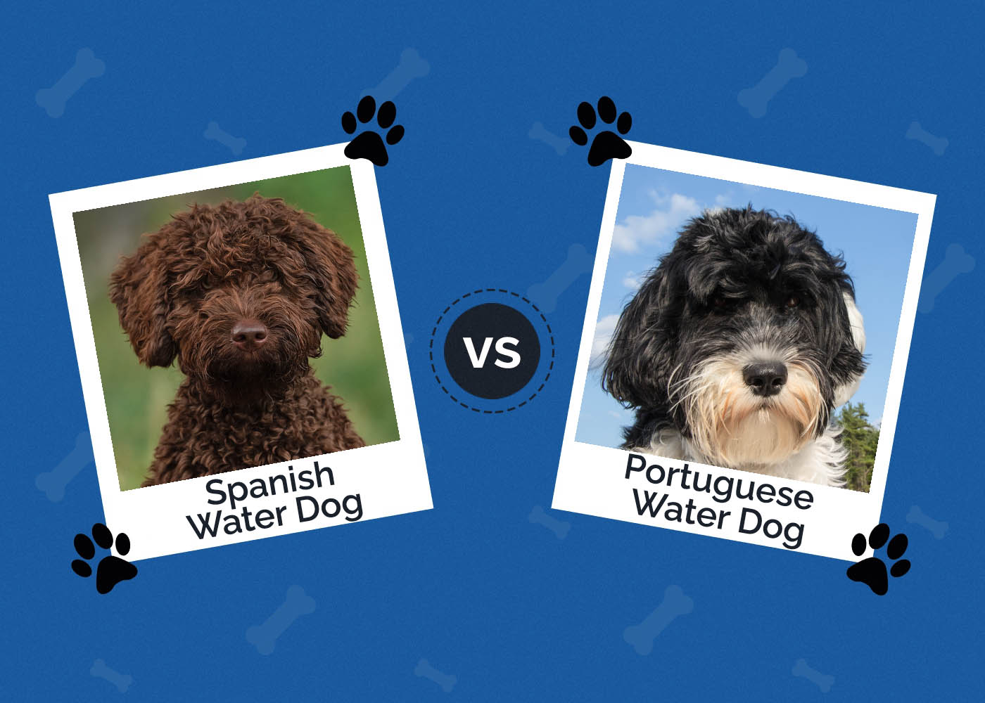 Portuguese Water Dog vs Spanish water dog
