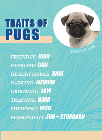 traits of pugs, photo with facts