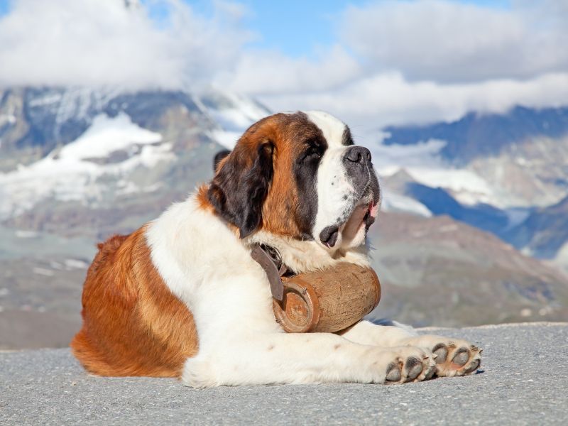 Saint Bernard giant dog breed aka "Swiss Mastiff" seated on mountain top with Swiss Alps in background