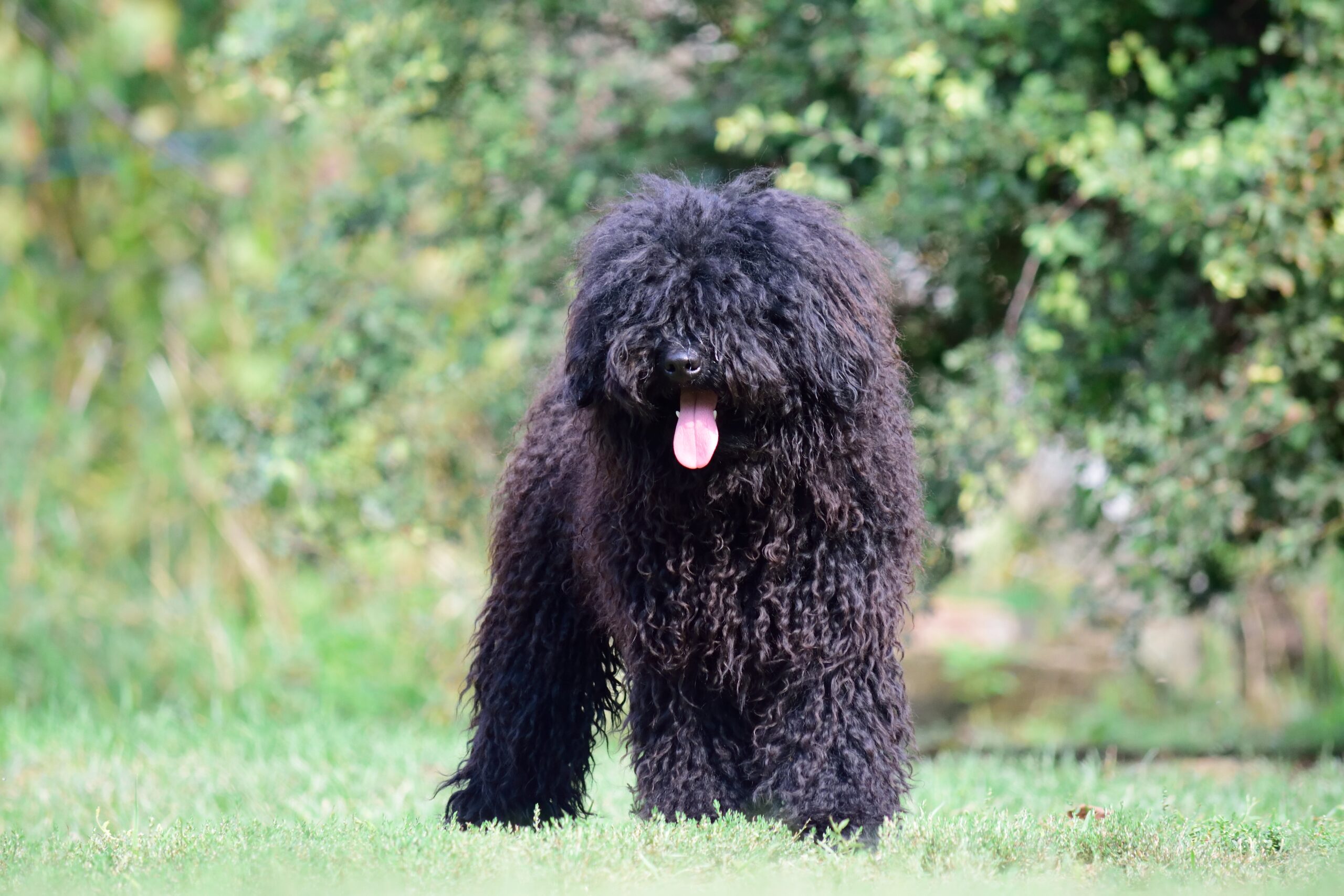 Rare Underrated Puli: History, Cost, Grooming & Health Care | Hungarian Dog Breed Comparison
