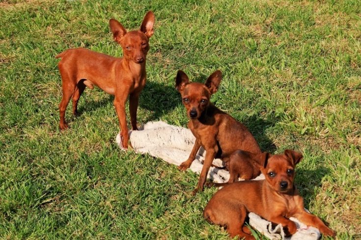 Pharaoh Hound "blushing dog" puppy rarity & cost
