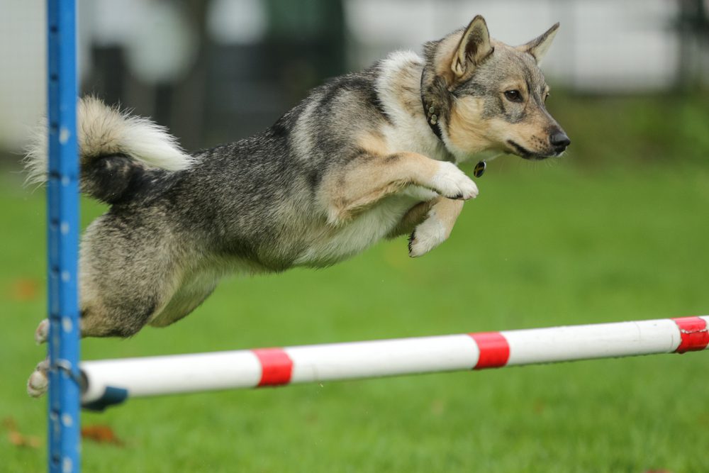 swedish vallhund dog jumping agility pole