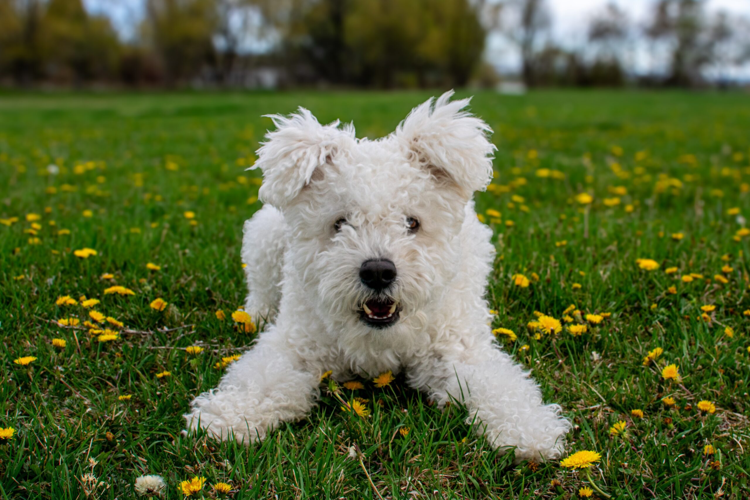 Rare Pumi Dog Breed: History, Purpose, Cost, Care & Training | Family Friendly Pet & Skilled Protector