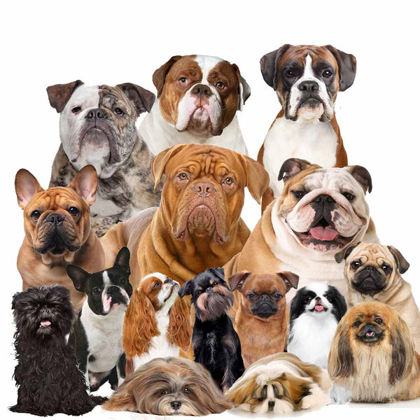 flat face dog breeds