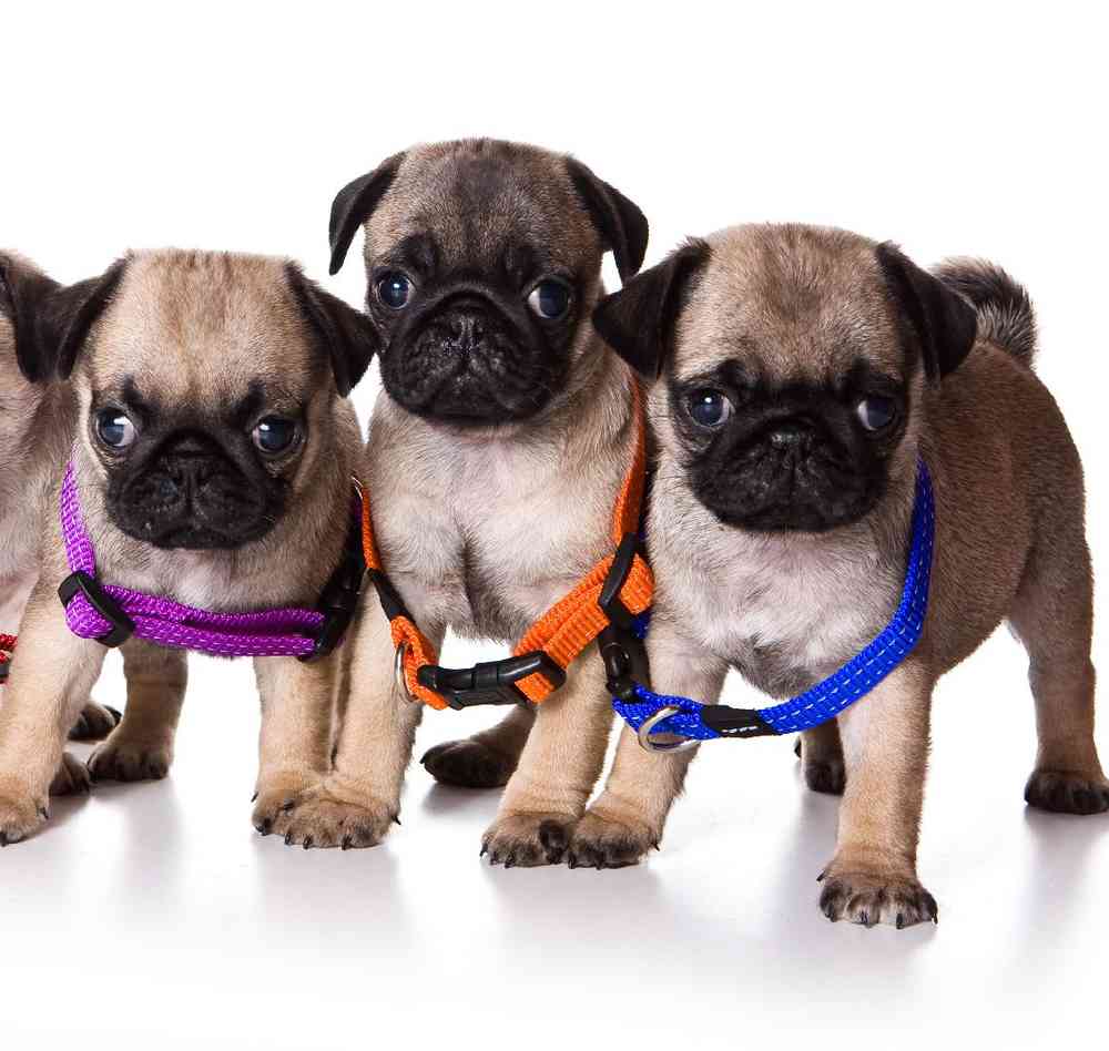 3 and a partial pug puppies: cost & ethical breeding