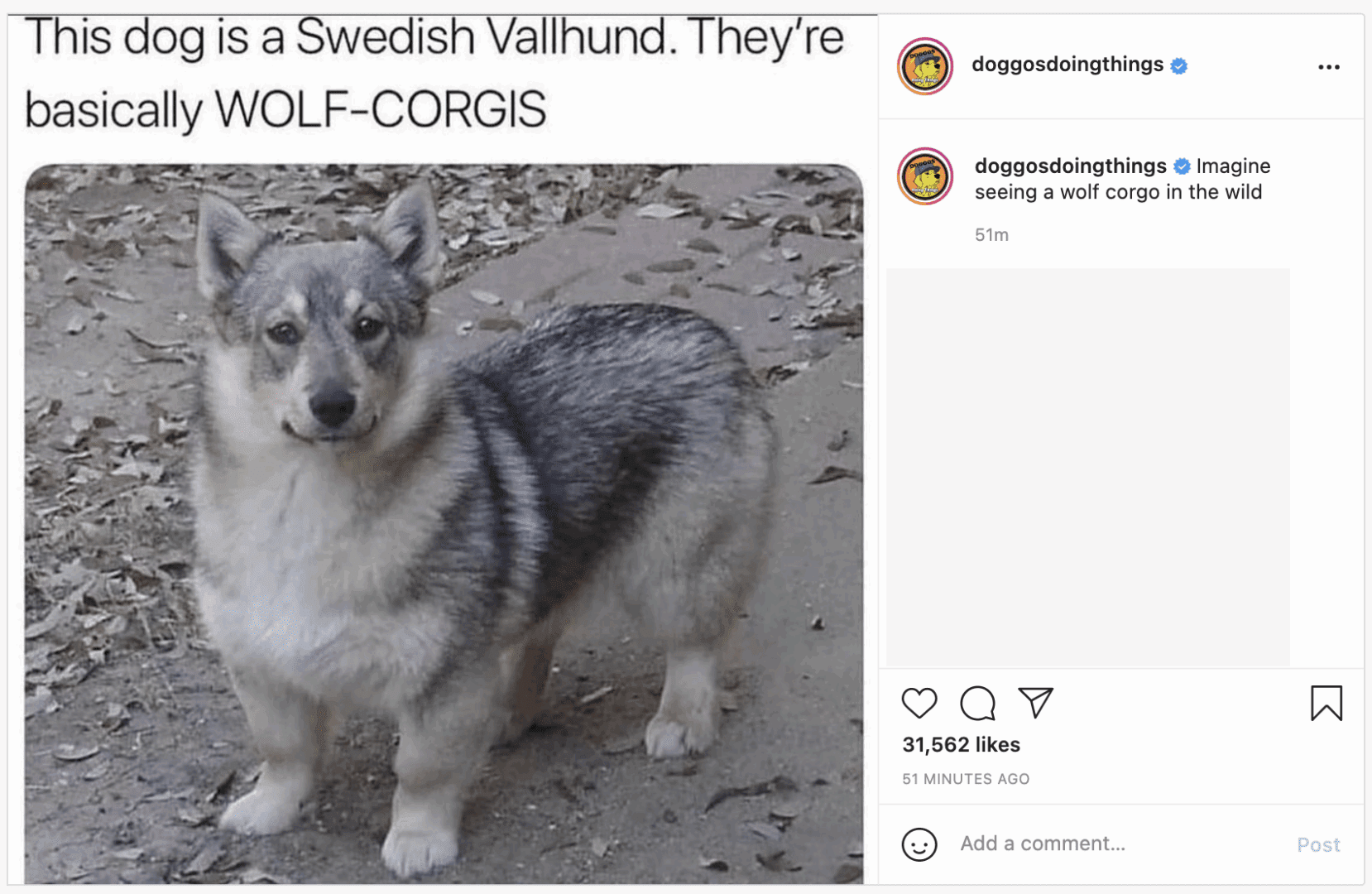 “Wolf Corgi” nickname for swedish vallhund
