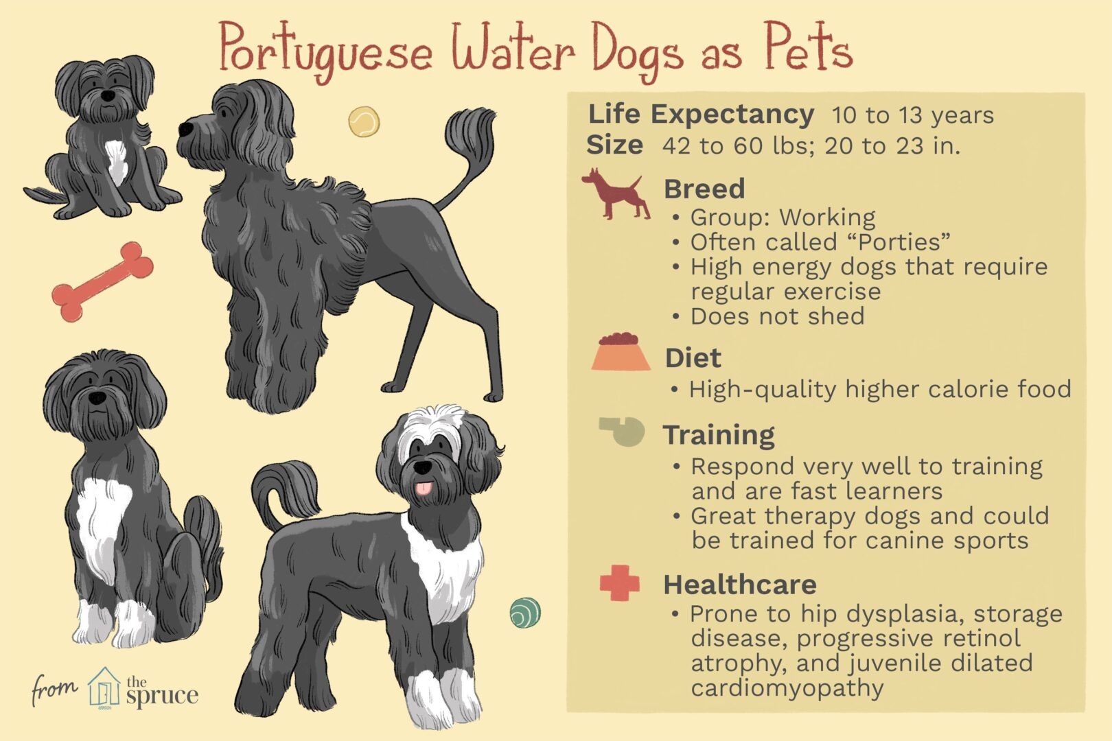 Portuguese Water Dog as pets, illustrations with facts