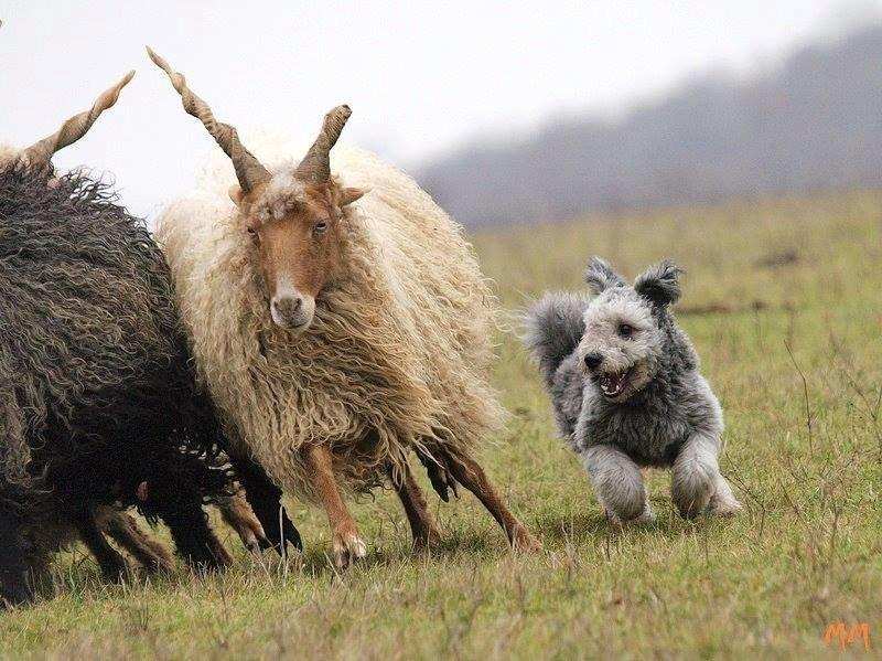 grey pumi herds two racka sheep on farm