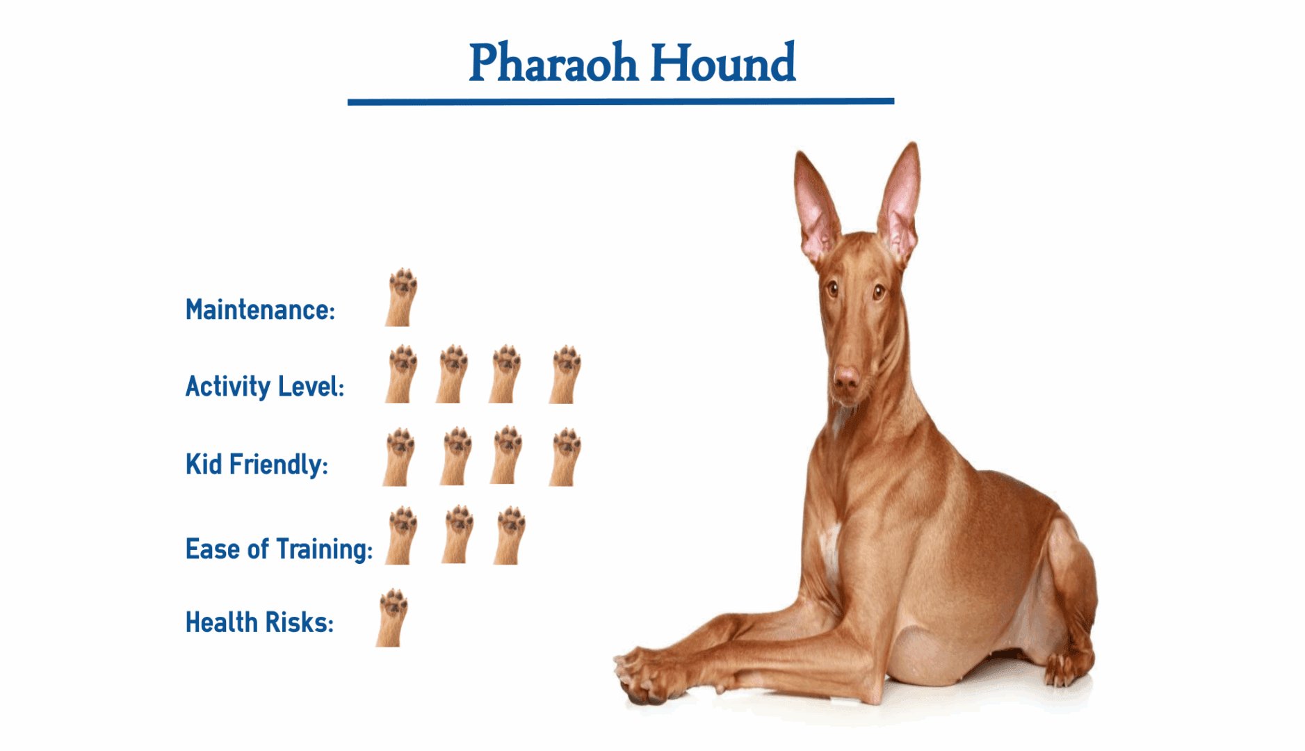 ancient Pharaoh Hound "blushing dog" breed overview, photo & facts