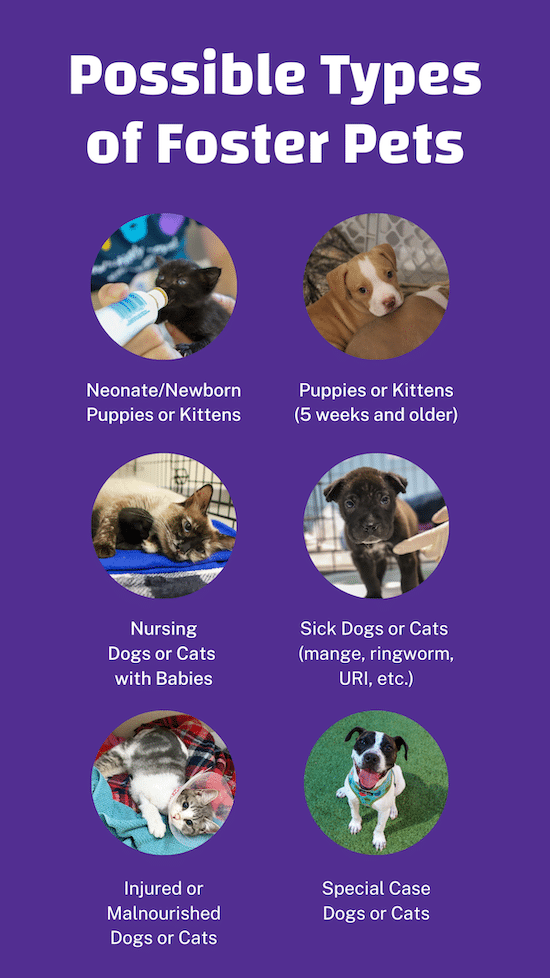 types of fosters