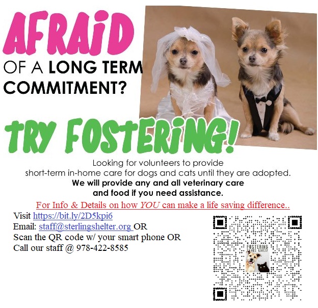 afraid of long term commitment try fostering