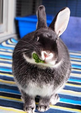 silver marten rabbit chew greens on blue striped blanket