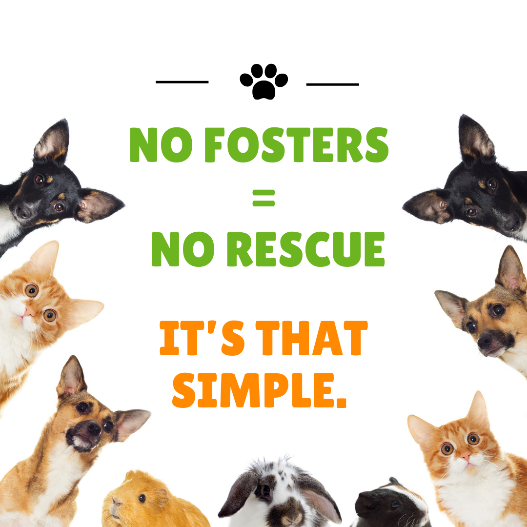 no fosters, no rescues it's that simple