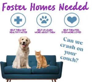 foster homes needed