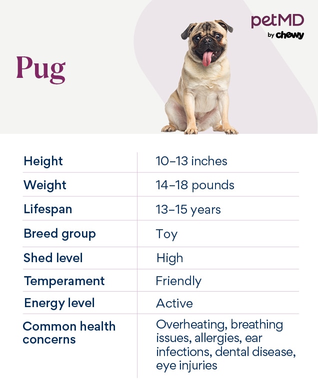 pug dog breed health & breed standard size & personality
