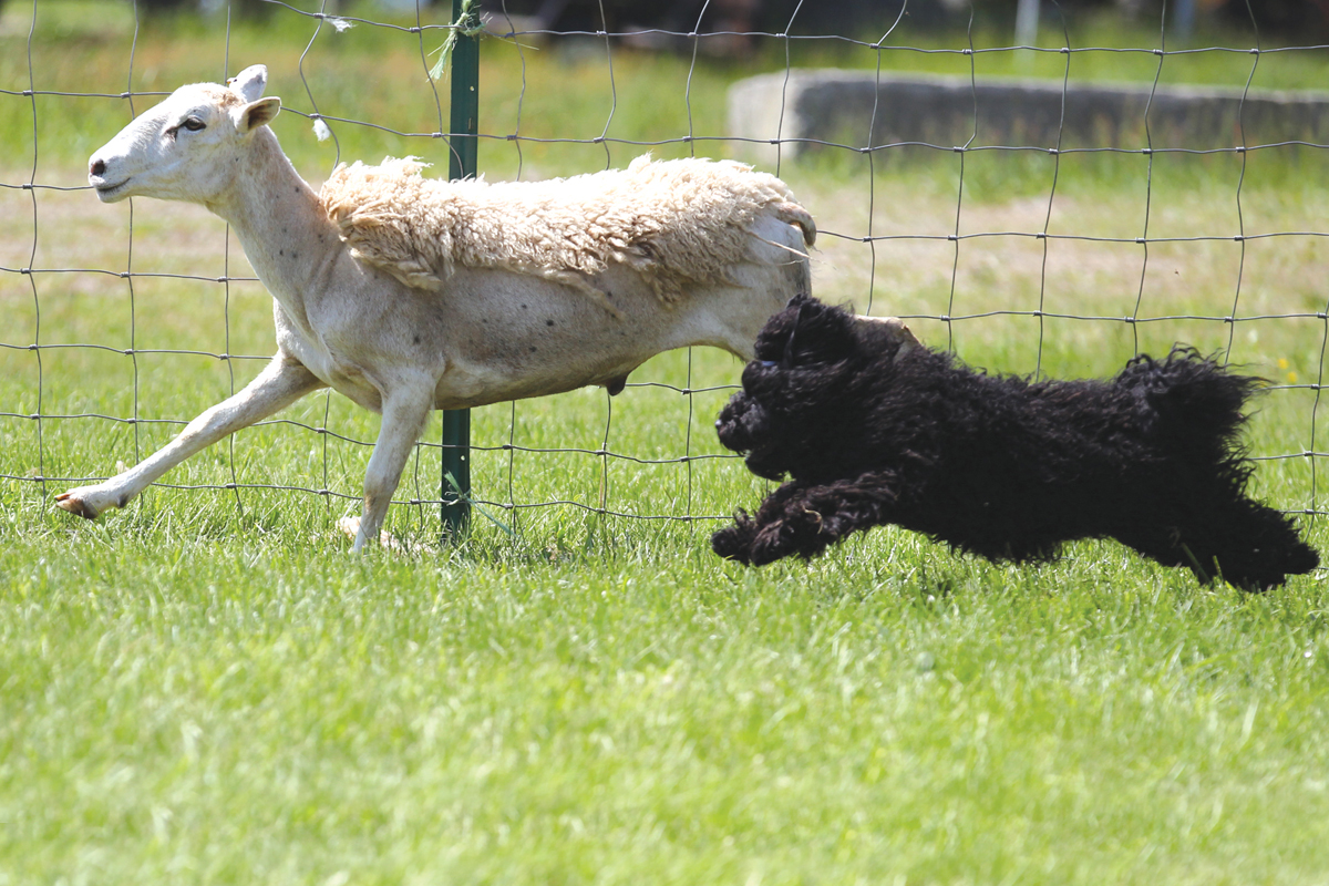 young black puli herd partially sheared sheep