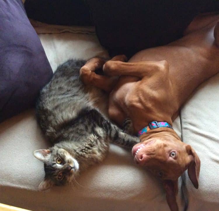 Pharaoh Hound cat friendly cuddles on couch