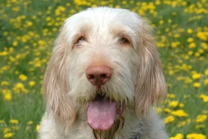 Spinone Italiano versatile hunting family dog