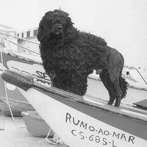 Portuguese Water Dog history origins & purpose