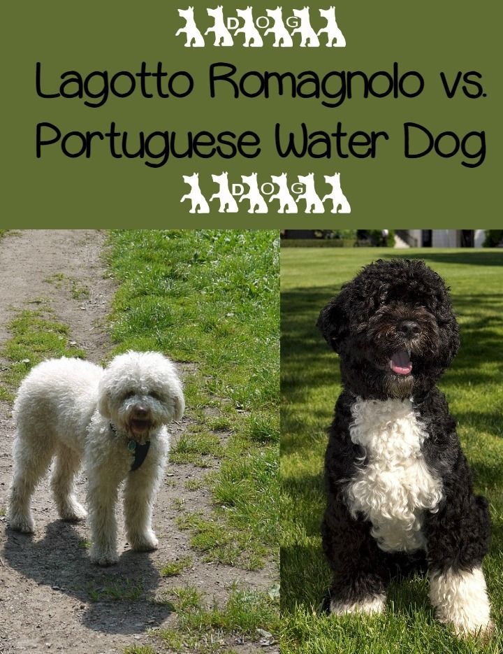 Portuguese Water Dog vs lagotto romagnolo