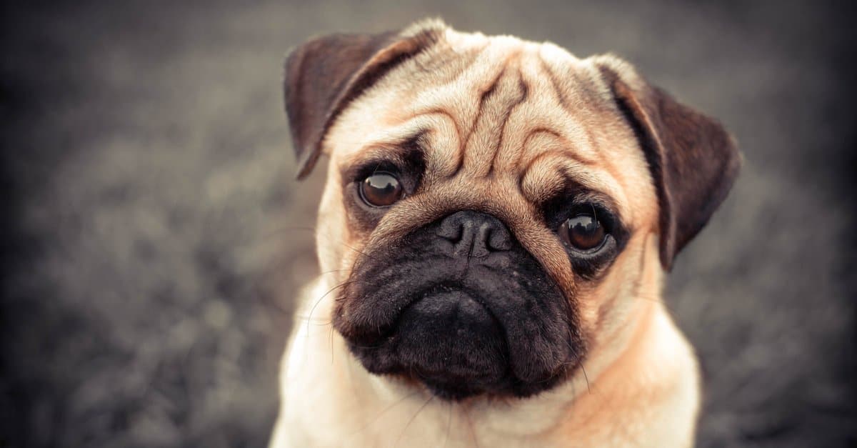 MCU pug wrinkled face as Chinese prince symbol