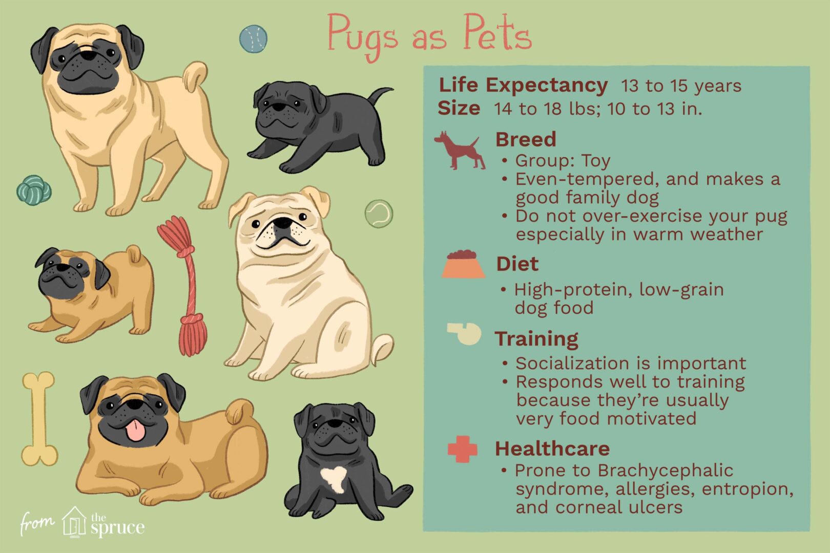 pugs as pets, illustration with facts