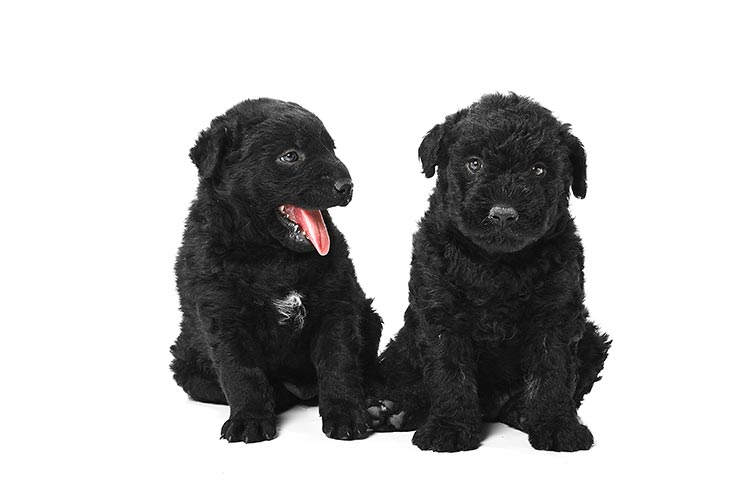 2 black puli puppies